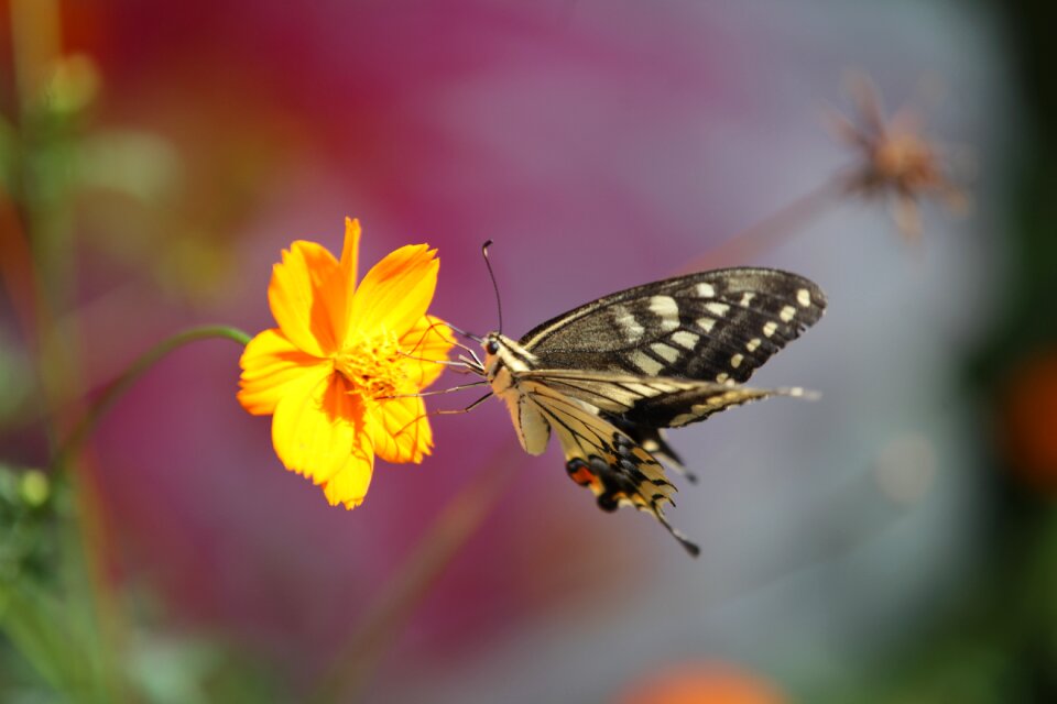 Butterfly swallowtail butterfly flowers and butterfly