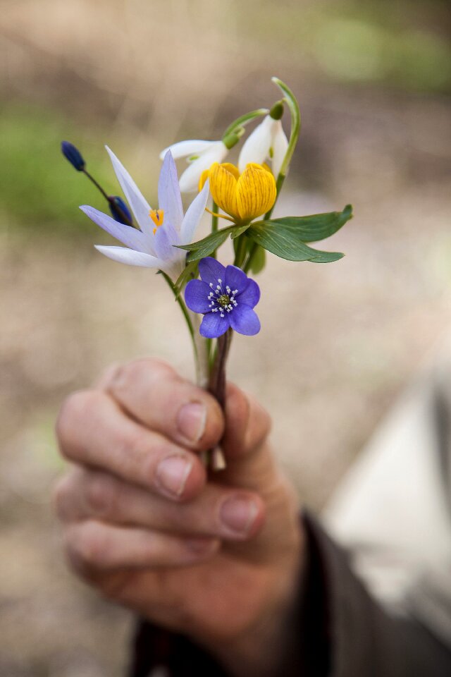 Winter aconite snowdrop blue anemone