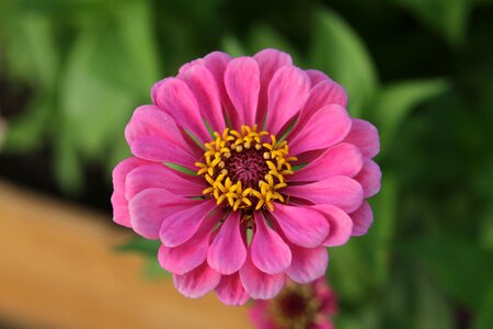Bloom nature garden