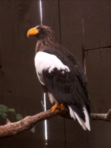 Steller’s Sea Eagle, National Aviary