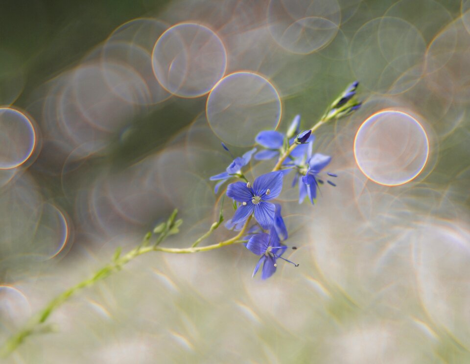 Weed grassland plants grass