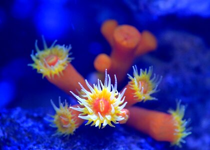 Nemo underwater sea