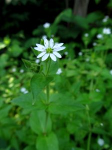 Stellaria aquatica, 2021-06-13, Seldom Seen, 04