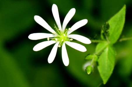Stellaria Nemorum Звездчатка дубравная (218451893)