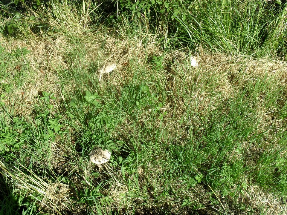 Týřovice, Pačejovsko 1