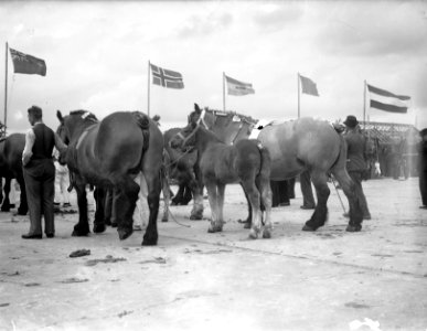 Tentoonstelling Het Nederlandse Trekpaard Den Bosch Kampioen 1948 Voorrijden l, Bestanddeelnr 902-8010