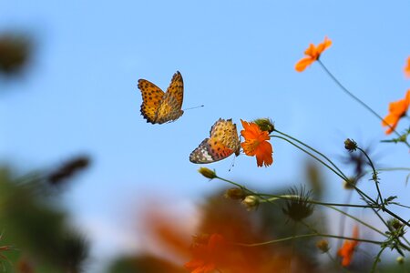 Brace lycaena phlaeas butterfly and flowers photo