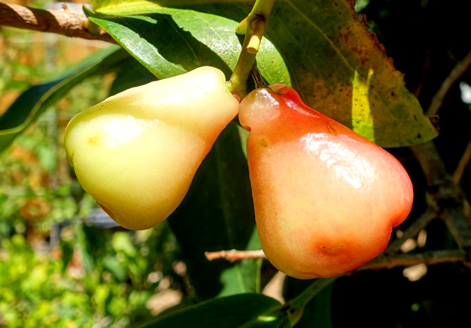 Syzygium samarangense - Marie Selby Botanical Gardens - Sarasota, Florida - DSC01668