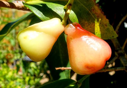 Syzygium samarangense - Marie Selby Botanical Gardens - Sarasota, Florida - DSC01668
