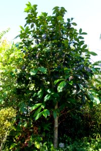 Syzygium malaccense - Naples Botanical Garden - Naples, Florida - DSC09781
