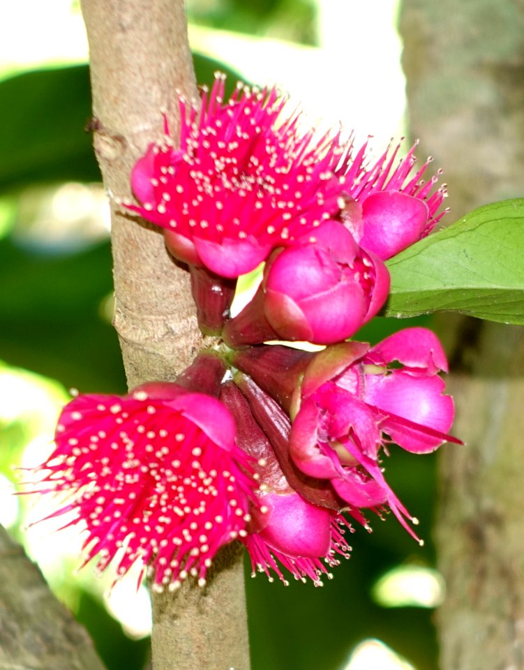 Syzygium malaccense - Naples Botanical Garden - Naples, Florida - DSC09784