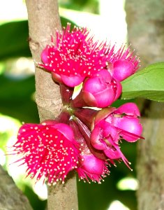 Syzygium malaccense - Naples Botanical Garden - Naples, Florida - DSC09784