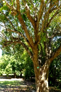 Syzygium cumini - Fruit and Spice Park - Homestead, Florida - DSC09164