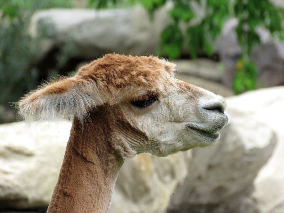 Animal zoo mammal