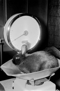 Tentoonstelling van kleine dieren Savoa in RAI Amsterdam, Bestanddeelnr 923-0282