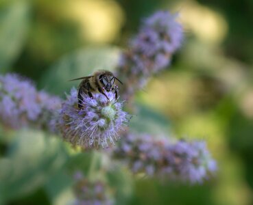 Wild flower spring insect