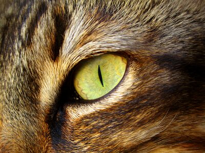 Cat eye feline eye wild