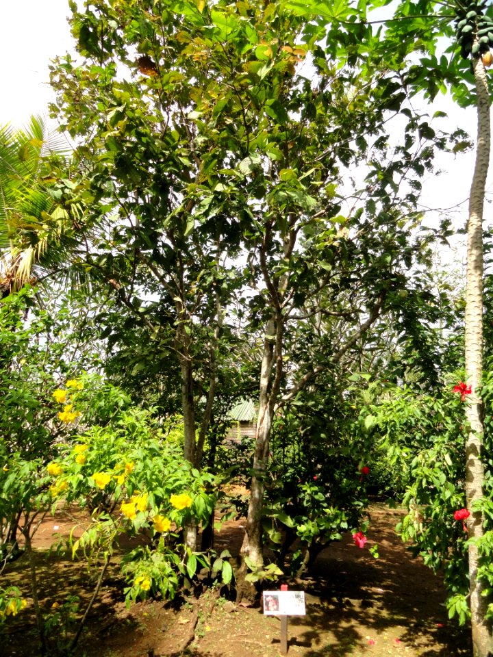 Syzygium malaccense - Sankyo Garden - DSC01163
