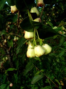 Syzygium (rose apple) tree in Hainan - 02
