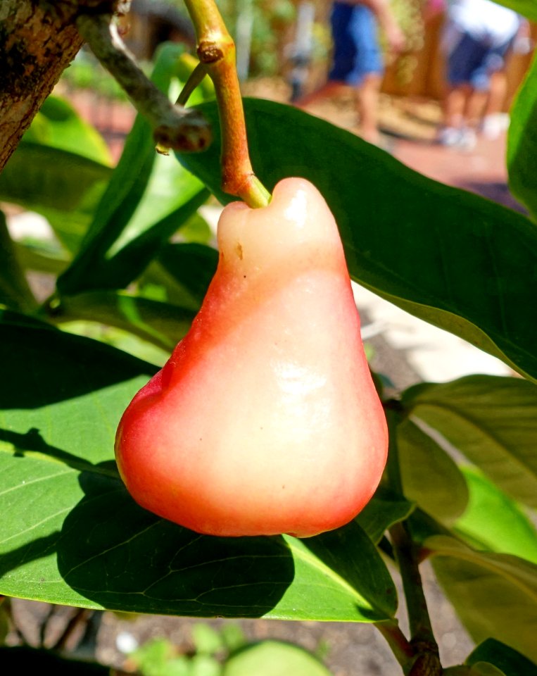 Syzygium samarangense - Marie Selby Botanical Gardens - Sarasota, Florida - DSC01664