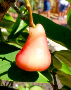 Syzygium samarangense - Marie Selby Botanical Gardens - Sarasota, Florida - DSC01664