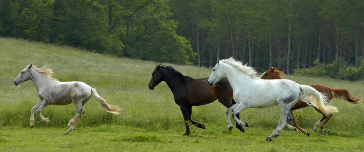 Free white horse animal