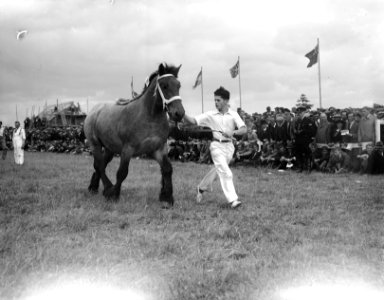 Tentoonstelling Het Nederlandse Trekpaard Den Bosch Kampioen 1948 Voorrijden l, Bestanddeelnr 902-8011