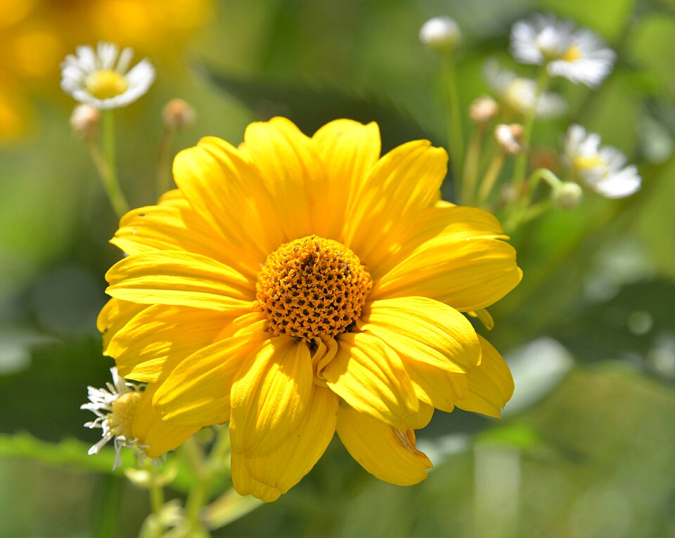 Close up composites yellow flowers