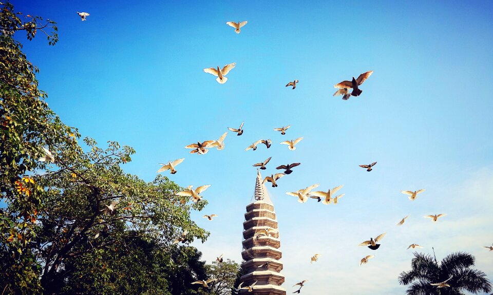 Pigeon baita the scenery