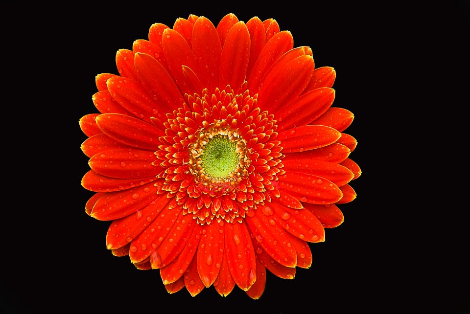 Summer creative orange flower