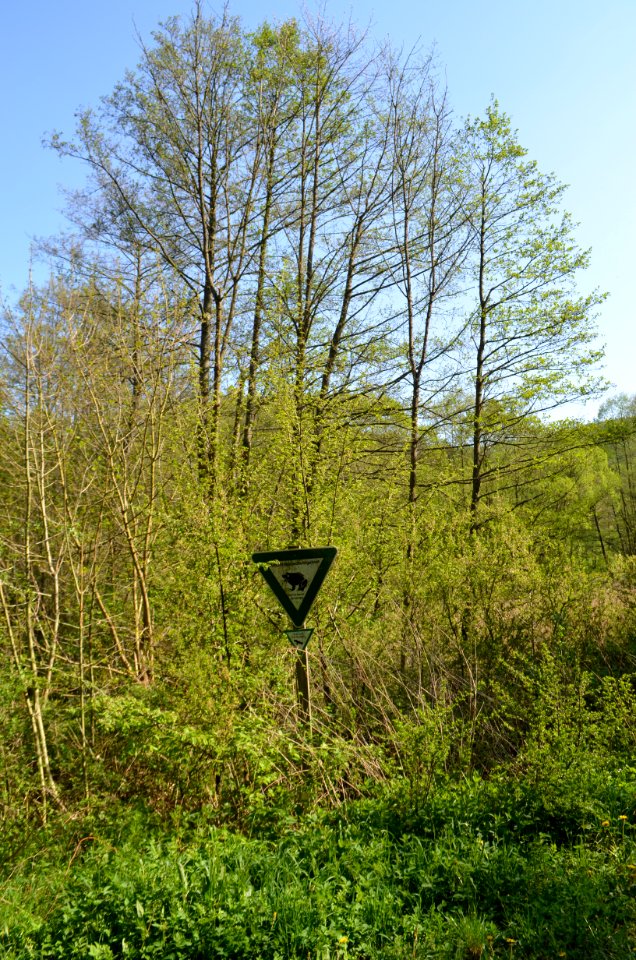 Tümpel an der Erbismühle (1)