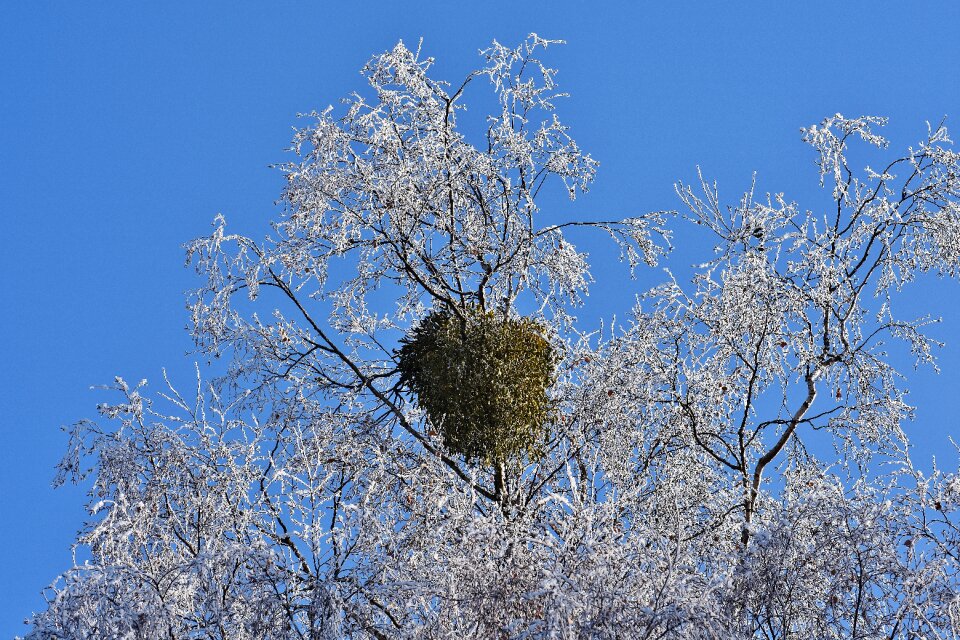 Frost hoarfrost nature
