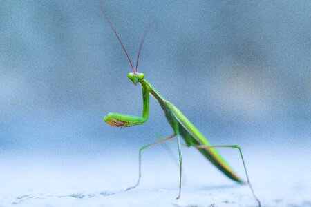 Macro green outdoor photo