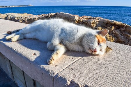 Sunshine cute animal