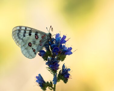 Insect blossom bloom