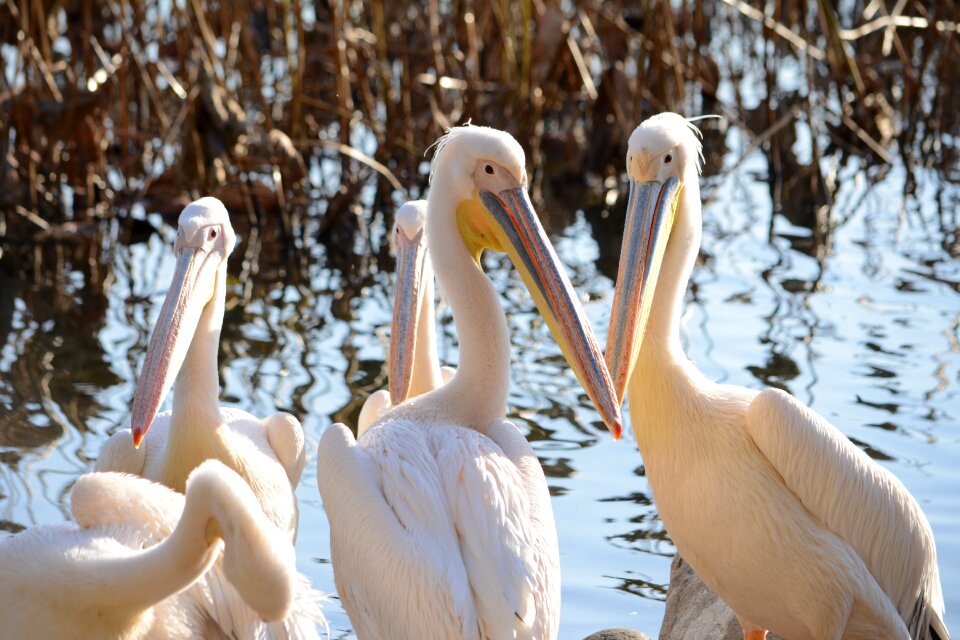 Bird waterfowl animal