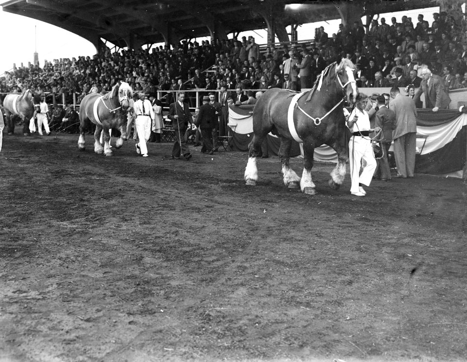 Tentoonstelling Het Nederlandse Trekpaard Den Bosch Kampioen 1948 Voorrijden l, Bestanddeelnr 902-8008