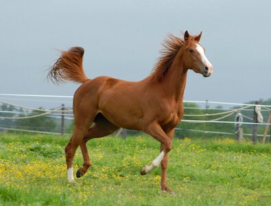 Animal equine pre