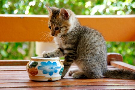 Cute pet domestic cat