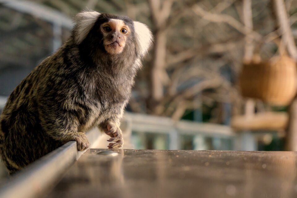 Monkey sweet animal