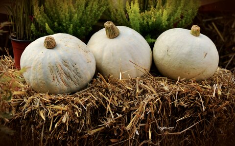 Squash vegetables autumn motives