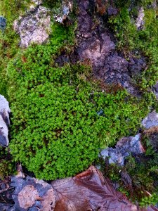 Syntrichia ruralis 107060866