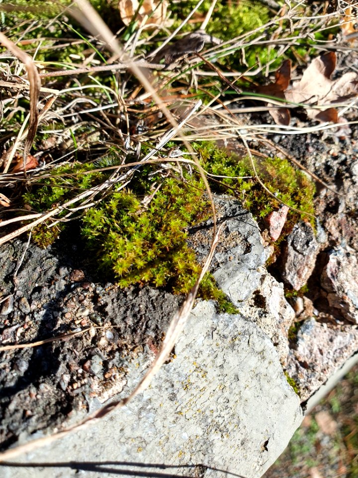 Syntrichia ruralis 114057599