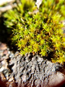 Syntrichia ruralis 114057585