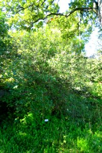 Syringa villosa - Bergianska trädgården - Stockholm, Sweden - DSC00116
