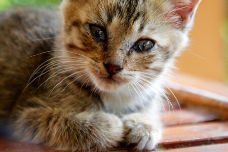 Cute pet domestic cat photo