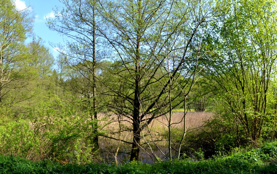Tümpel an der Erbismühle (2)