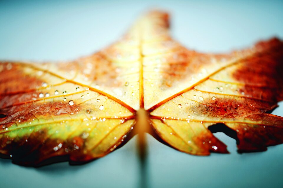 Leaf macro photography raindrops