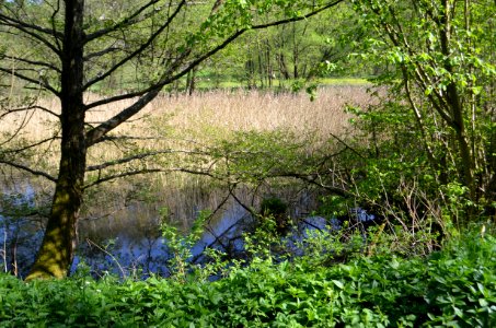 Tümpel an der Erbismühle (3)