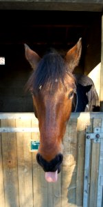 Tête cheval bai Narval Alfort